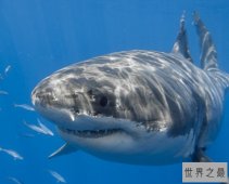 最能减肥的动物界能手，鲨鱼可以一个月不吃东西
