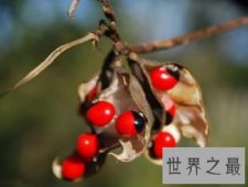 世界上最毒的植物，竟然是相思豆：1克能杀死1000余人