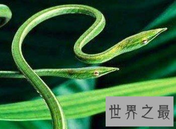 世界上最神秘的蛇，能够躲藏自己还具有毒性的变色蛇