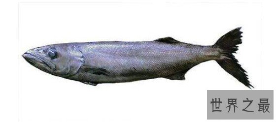 世界上最美味的鱼，尽管有毒，人们还是抵不住尝试