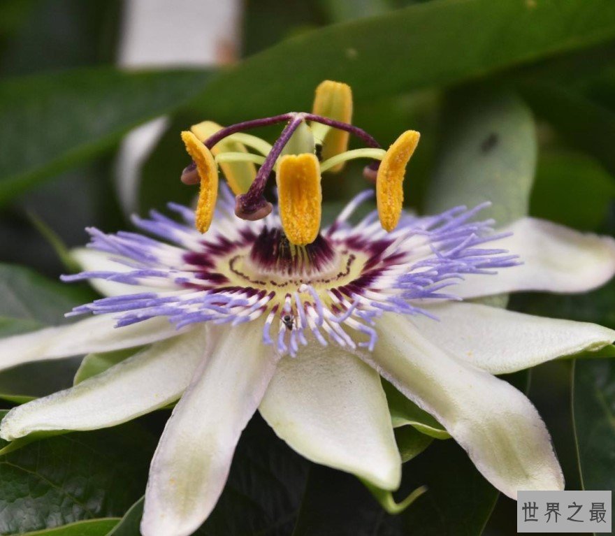 世界上最可怕的杀人魔王：日轮花