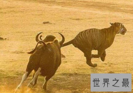 世界上最厉害的野牛,甚至可以达到1500公斤