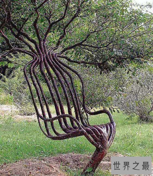 世界上最神奇的椅子，竟然是被种出来的