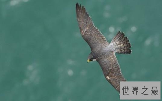 世界上最快的7种速度：博尔特排最后，第一名你想不到