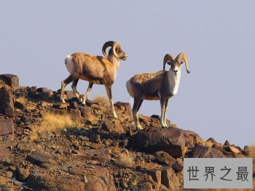 世界最“胖”羊,被称为羊中的巨人!