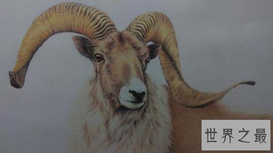 世界最“胖”羊,被称为羊中的巨人!