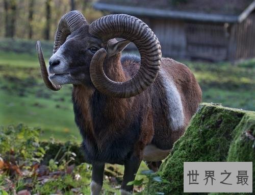 世界最“胖”羊,被称为羊中的巨人!