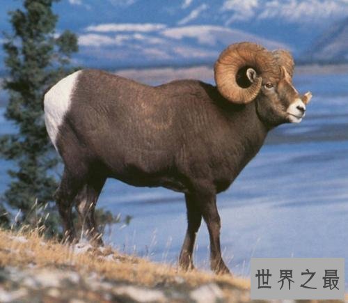 世界最“胖”羊,被称为羊中的巨人!