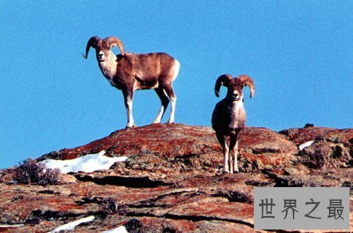 世界最“胖”羊,被称为羊中的巨人!