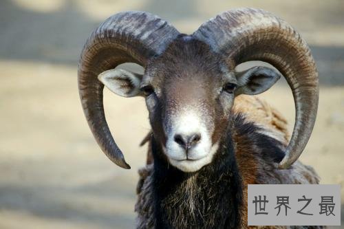 世界最“胖”羊,被称为羊中的巨人!