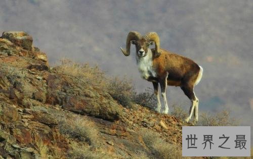 世界最“胖”羊,被称为羊中的巨人!