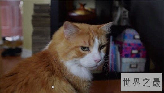 世界最大呼噜声居然是一只猫发出，最高可达七十分贝