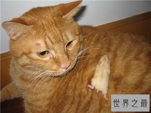 世界最大呼噜声居然是一只猫发出，最高可达七十分贝