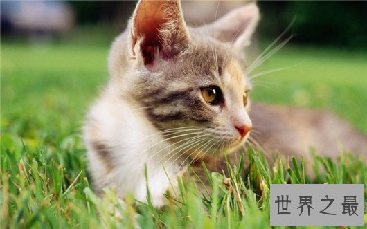 世界最大呼噜声居然是一只猫发出，最高可达七十分贝