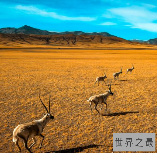 中国四大无人区,虽然景色很美但是需要付出生命的代价!