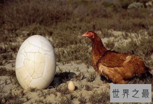 世界上最大的鸡蛋，斩获吉尼斯世界纪录大奖！