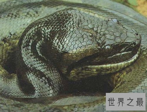 世界上最长的蛇有多长？扒一扒巨蛇桂花的来历！