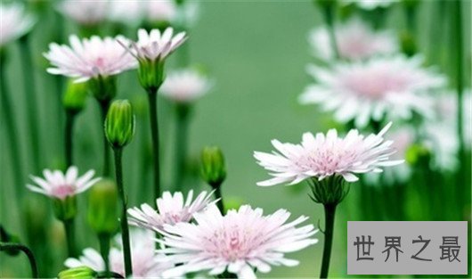 吉尼斯纪录世界上最长寿的人，长寿秘诀也不难嘛