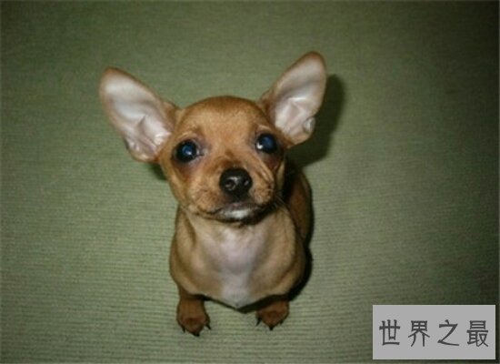世界最小狗仅28克 10厘米长 刷新了吉尼斯世界纪录