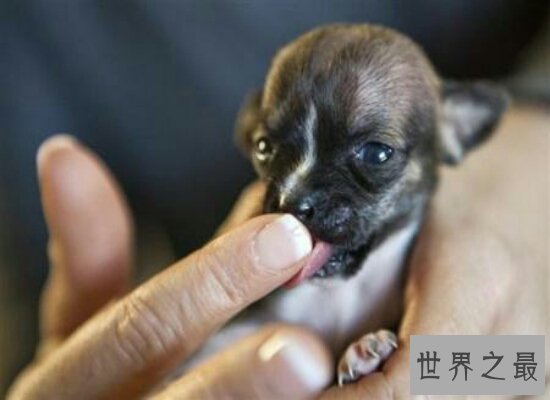 世界最小狗仅28克 10厘米长 刷新了吉尼斯世界纪录