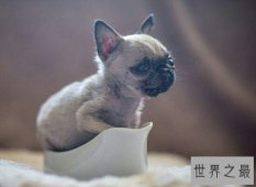 世界最小狗仅28克 10厘米长 刷新了吉尼斯世界纪录