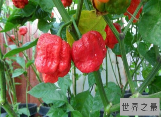 世界上最辣的辣椒排行榜前十名  排名第一的差点辣死人