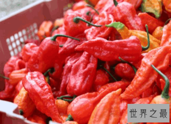 世界上最辣的辣椒排行榜前十名  排名第一的差点辣死人
