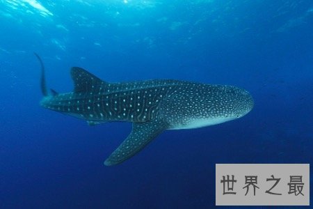 世界上最大的鱼鲸鲨表面凶残 没想到还有这样的怪癖