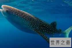 世界上最大的鱼鲸鲨表面凶残 没想到还有这样的怪癖