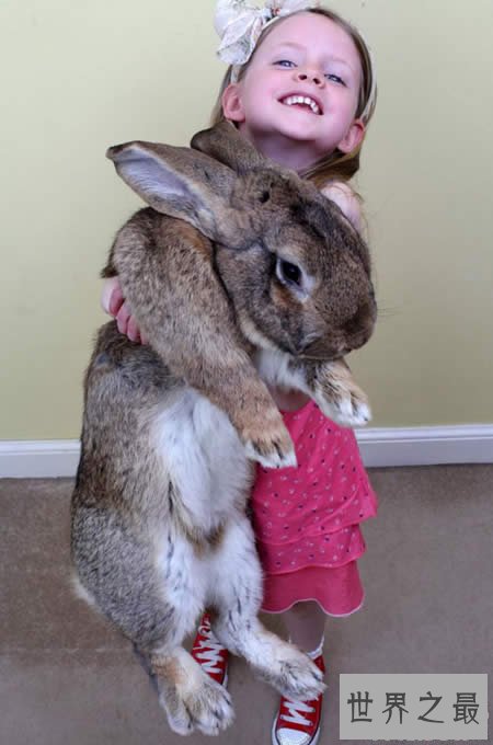 世界上最大的兔子,大流士兔子(重50斤/长1.25米)