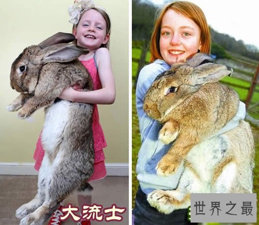 世界上最大的兔子,大流士兔子(重50斤/长1.25米)