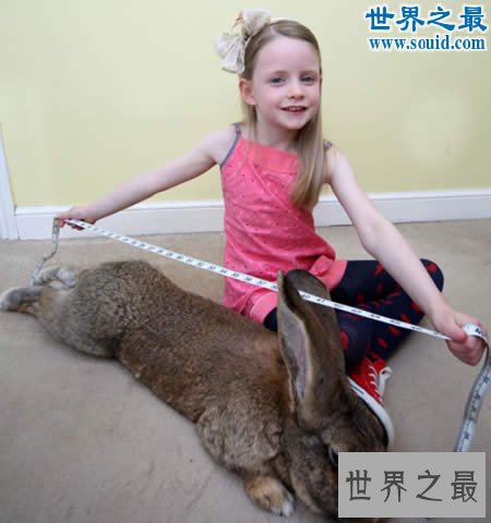 世界上最大的兔子,大流士兔子(重50斤/长1.25米)