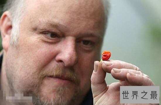 最辣辣椒1颗致命，龙吐气辣度已刷新世界纪录