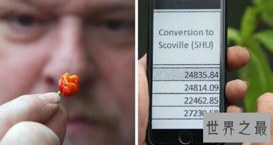 最辣辣椒1颗致命，龙吐气辣度已刷新世界纪录