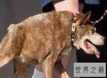 世界上最丑的狗,没有脖子的长腿小怪兽