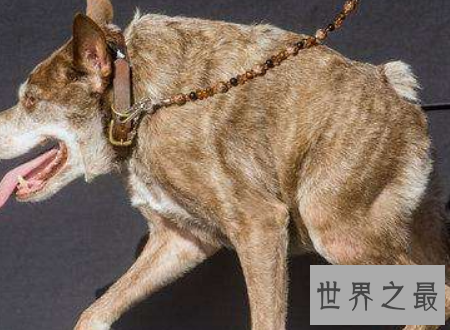 世界上最丑的狗,没有脖子的长腿小怪兽