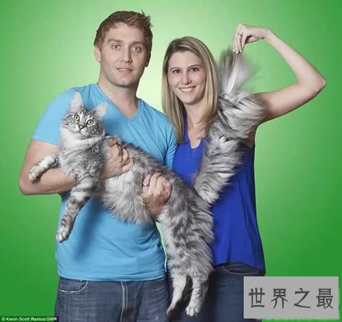 世界上尾巴最长的猫,长达45厘米(神奇的动物)