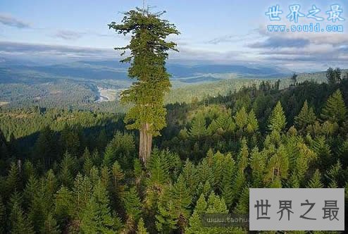 关于树的世界之最,传说中最大最古老的树