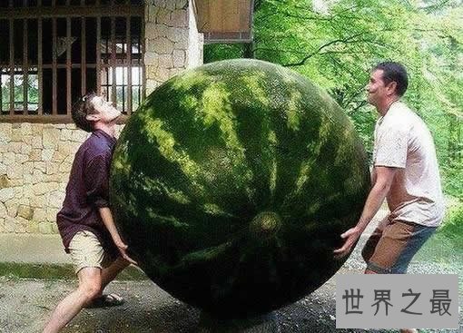 世界上最大的西瓜,重达300斤(比人还高)