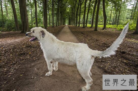 世界上尾巴最长的狗狗,爱尔兰猎狼犬(长达76厘米)