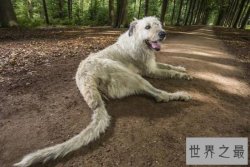 世界上尾巴最长的狗狗，爱尔兰猎狼犬(长达76厘米)