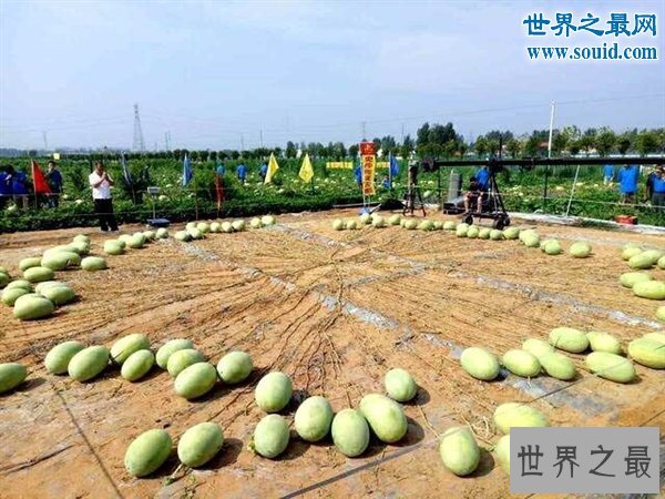 吉尼斯新纪录：河南一个“妈”生了131个西瓜