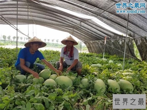 吉尼斯新纪录：河南一个“妈”生了131个西瓜