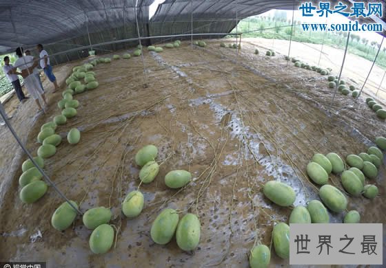 吉尼斯新纪录：河南一个“妈”生了131个西瓜