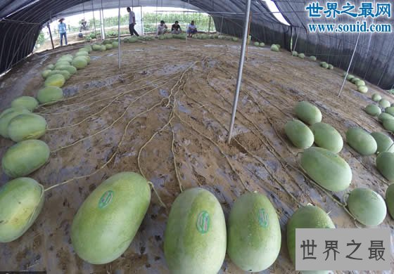 吉尼斯新纪录：河南一个“妈”生了131个西瓜