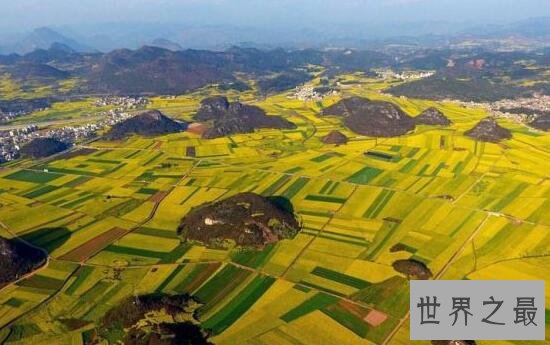 世界最大天成花园，云南罗平80万亩油菜花田