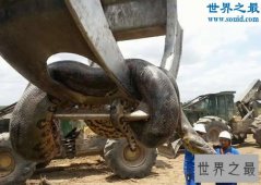 世界上最重的蛇，巴西炸出重1吨长10米巨蟒(视频)