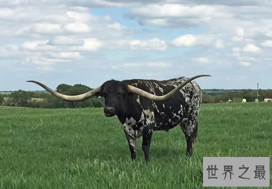 世界上耳朵最长的狗，长34.3厘米耳朵把自己绊倒