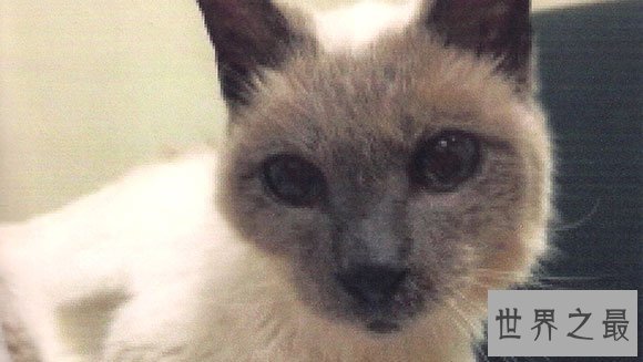 世界上年龄最大的猫,30岁的猫打破世界纪录