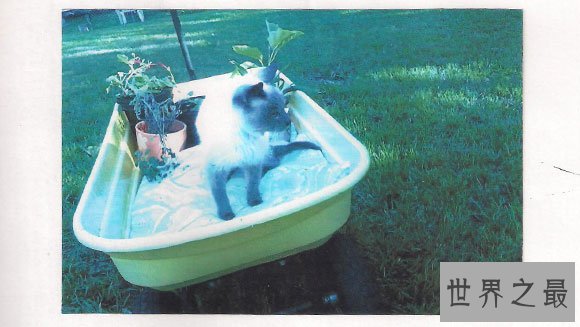 世界上年龄最大的猫,30岁的猫打破世界纪录